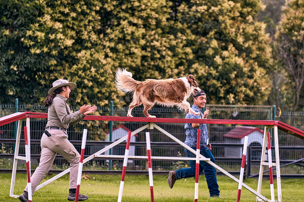 A dog leaps along an agility course while its trainer and a helper cheer it on.