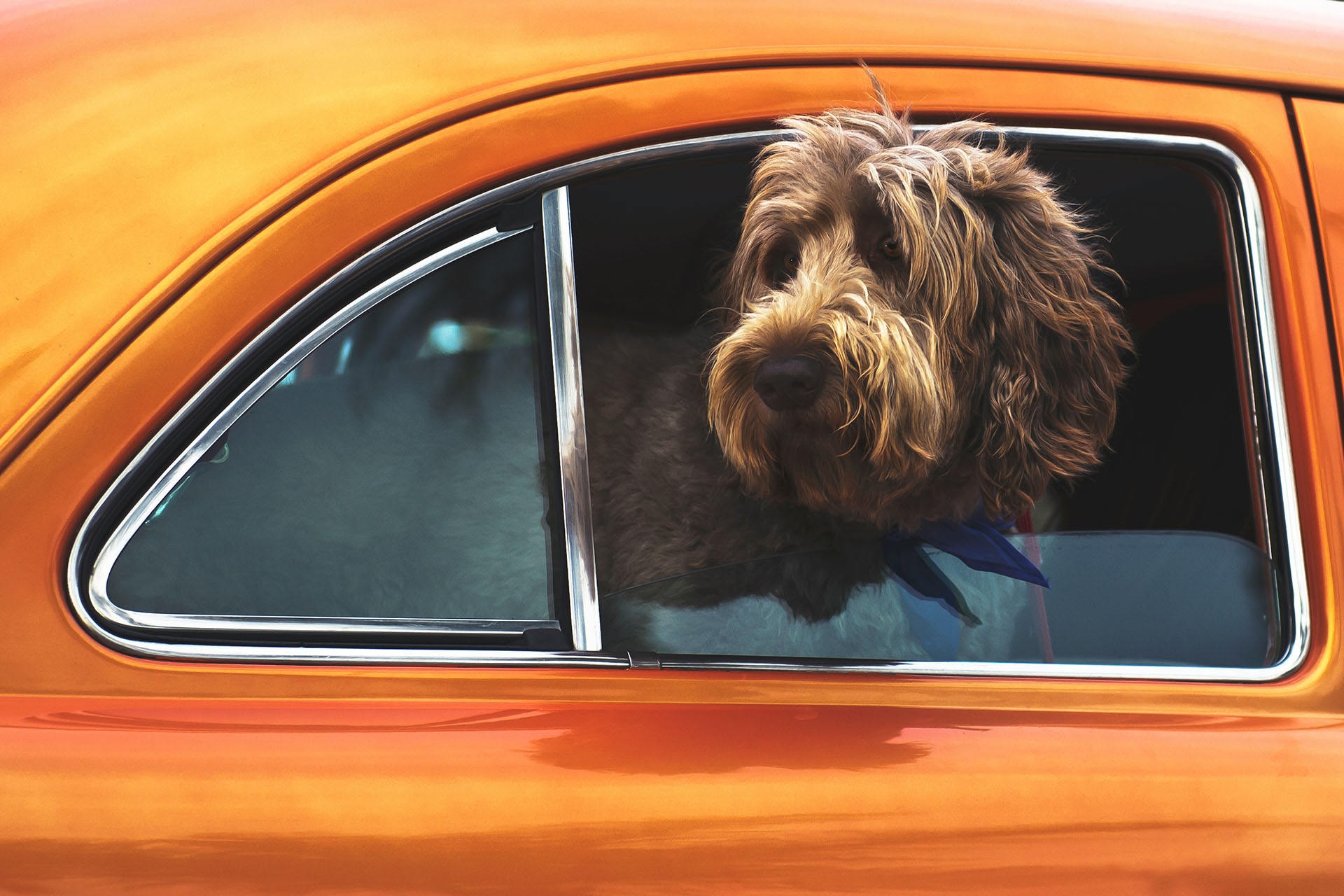 Head out of an orange car window, a shaggy dog in a blue bandana waits to be let out at camp.