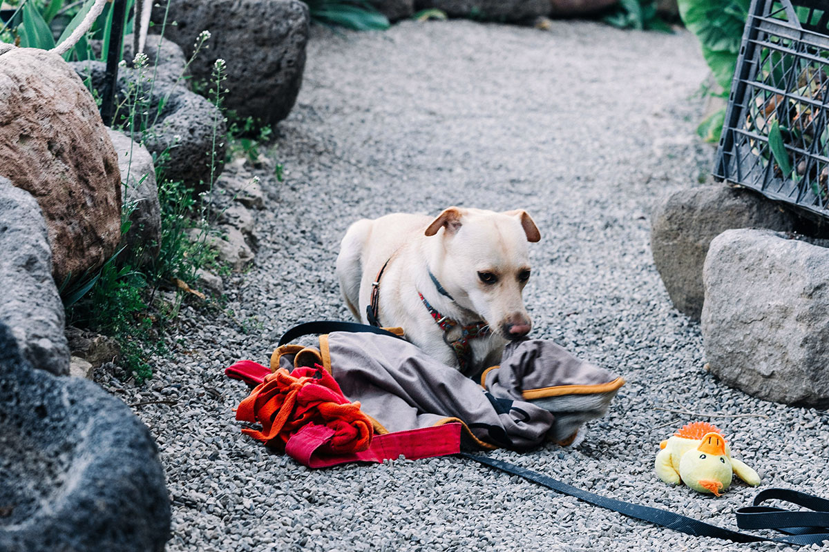 A pale dog nosing into its own blanket, plush duck alongside, ready for a night at camp.