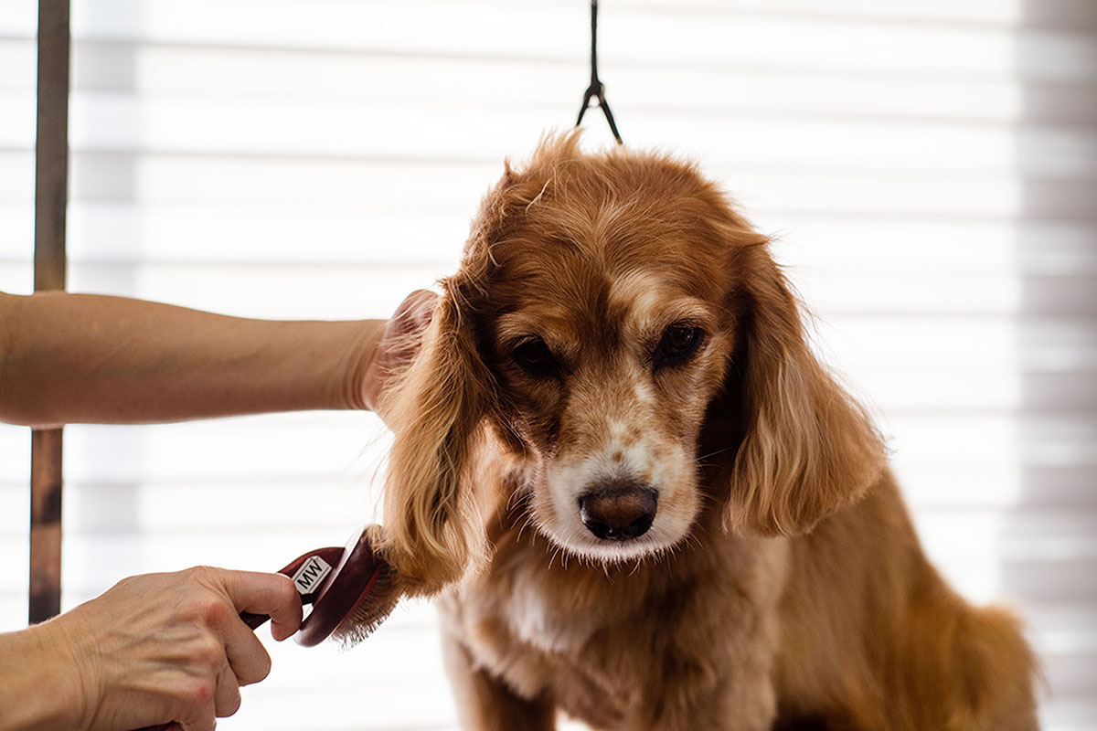 A groomer brushes a calm, long-eared dog at the grooming station.