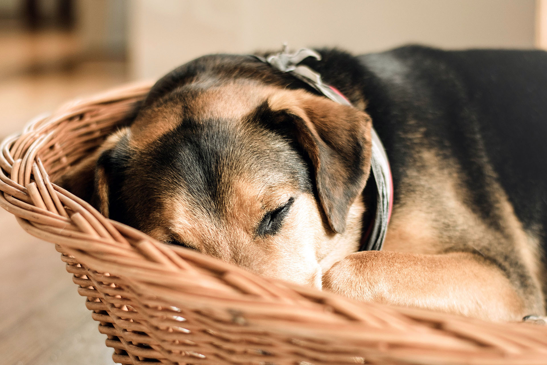 Nap time: a dog sleeping contentedly in a wicker basket, chin draped over the rim.