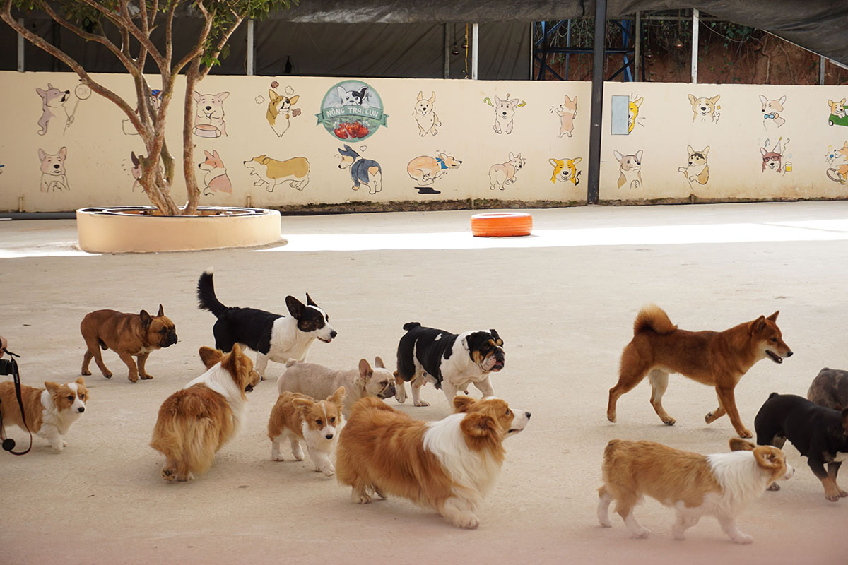 A dozen dogs milling happily about the covered play area, cartoon dogs painted behind them.