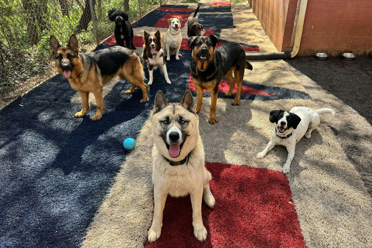 Eight dog friends in the fenced yard, tongues out, a ball ready to be chased.