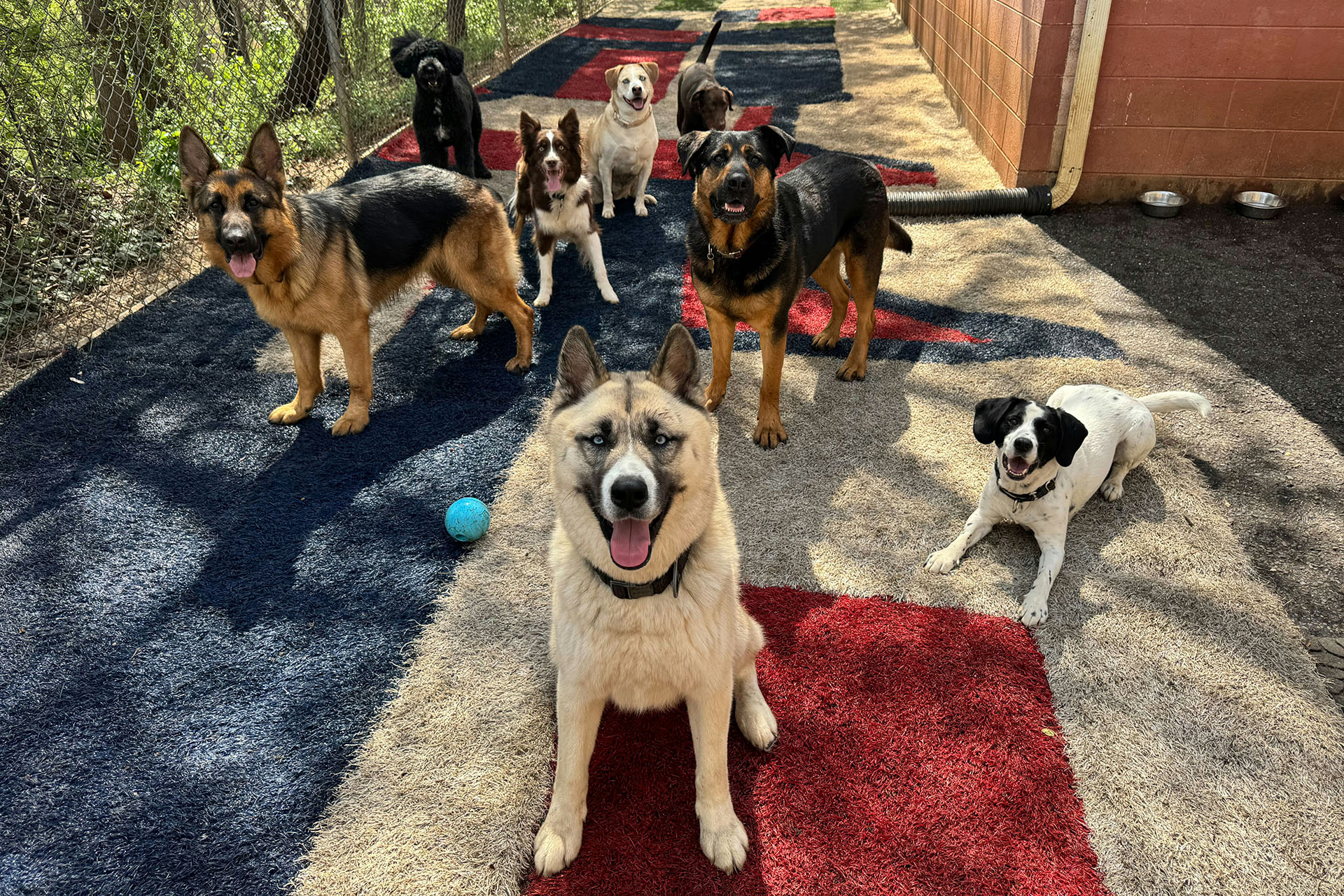 Play time: eight dog friends in the yard, tongues out, a ball ready to be chased.