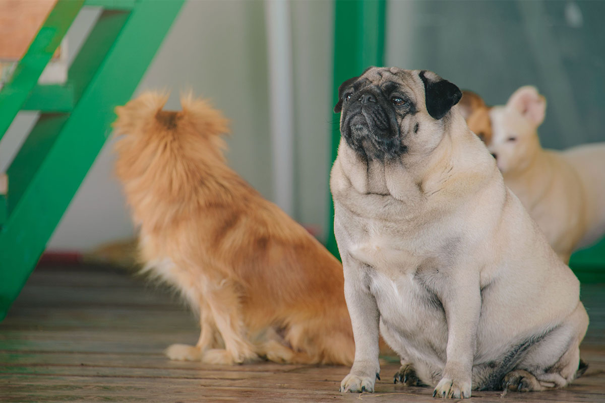 A pug sits upright indoors beside a long-haired golden dog and a pale dog, a green staircase behind them.