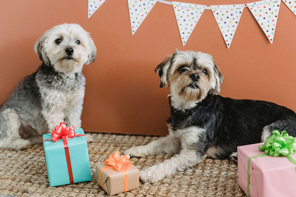 Two small dogs at their own birthday party, presents wrapped and bunting strung above.